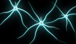 Neuron Stock Photo