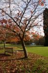 Trees In The Grounds Of The Ashdown Park Hotel Stock Photo