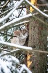 Lynx In A Winter Forest Stock Photo