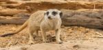 One Meerkat Looking Around Stock Photo