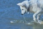 White Swiss Shepherd Hunts Fish Stock Photo