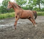 Arab Stallion Stock Photo