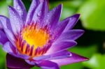 Beautiful Purple Lotus Flower Stock Photo