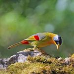 Silver-eared Mesia Stock Photo