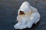 Mute Swan (cygnus Olor) Stock Photo