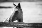 Horse In The Paddock Stock Photo