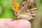 Butterfly Macro On Finger Stock Photo