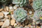 Succulent Plant Stock Photo