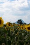 Field Of Sunflowers With Blue Sky. A Sunflower Field At Sunset,w Stock Photo