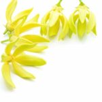 Ylang-ylang Flower Stock Photo