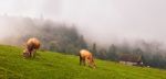 Cows In The Alps Stock Photo