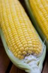 Corn Stock Photo