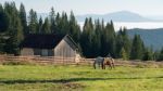 Bistrita, Transylvania/romania - September 18 : Horses Grazing O Stock Photo