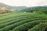 Landscape Of Green Tea Plantation Stock Photo