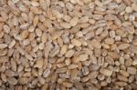 Organic Wheat Grains Stock Photo