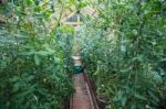 Plants Of Tomatoes Stock Photo