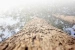 Close Up Of Big Tree In Soft Color Stock Photo