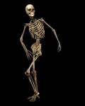 Skeleton Standing Stock Photo