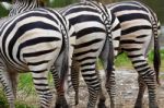 Backside Of Zebra Stock Photo