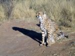 Cheetah In Namibia Stock Photo