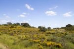 Algarve Countryside Hills With Yellow Bushes In Spring Stock Photo