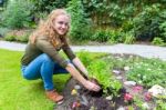 Young Dutch Woman Planting Parsley In Garden Soil Stock Photo