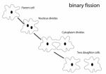 Binary Fission Stock Photo