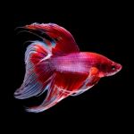 Betta Fish On Black Stock Photo