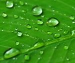 Water Drops On Green Leaf Stock Photo