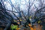 Black Ashes Of Tree After Forest Fire Stock Photo