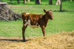 Country Calf In Queensland Stock Photo