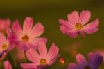 Pink Cosmos Flower In The Garden Stock Photo