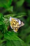 Mating Butterflies Stock Photo