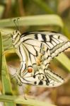 Swallowtails (papilio Machaon) Butterflies Mating Stock Photo