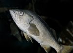 Photo Of A Fish Looking In Camera In The Sea Stock Photo