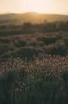 Beautiful Deep Purple Lavender Plants In Nature Stock Photo