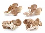 Oyster Mushroom On White Background Stock Photo