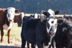 Cows Grazing In The Green Argentine Countryside Stock Photo