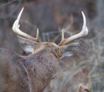 Photo Of The Male Deer With The Horns From The Back Stock Photo