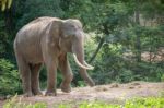 Asia Elephent Tether With Chain Stock Photo