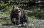 Grizzly With Two Her Children In The Forest At Yellowstone National Park Stock Photo