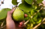 Hand Picking Guava Fruit From A Tree Stock Photo