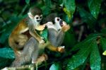 Squirrel Monkey In Amazon Rainforest Stock Photo