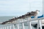 Row Of Seagulls Stock Photo