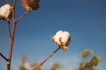 Cotton Field In Oakey, Queensland Stock Photo