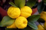 Lemon Tree Stock Photo