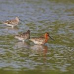 Asian Dowitcher Stock Photo