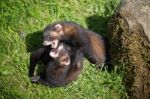 European Polecat (mustela Putorius) Play Fighting Stock Photo