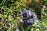 Blue Tit (cyanistes Caeruleus) Fledgling Stock Photo