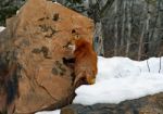 Red Fox In Her Winter Coat Stock Photo